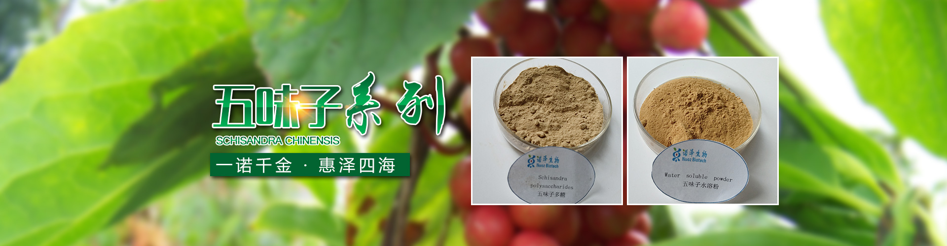 湖南诺泽生物科技有限公司_湖南健康植物提取物|保健品的原料有哪些|哪家公司的植物提取质量更好