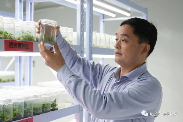 湖南诺泽生物科技有限公司,湖南健康植物提取物,保健品的原料有哪些,哪家公司的植物提取质量更好 湖南诺泽生物科技有限公司,湖南健康植物提取物,保健品的原料有哪些,哪家公司的植物提取质量更好