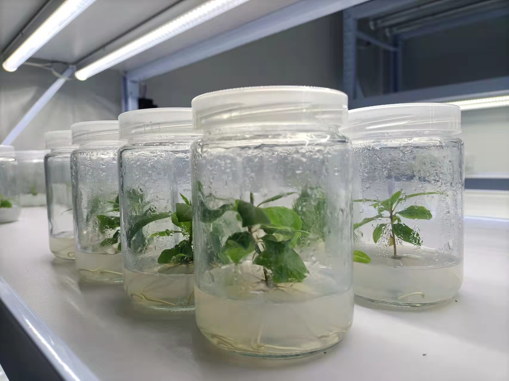 山苍子雌株组培苗